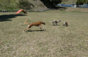 陽だまりドッグラン