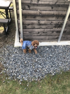 久々でチェックしてまわるふうた