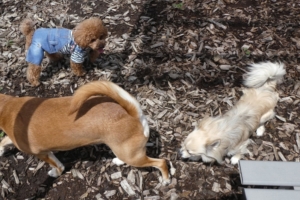 途中でお友達も来ました