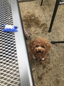 左側の富士山は箸入れが折りたたむと箸置きになるというもの。