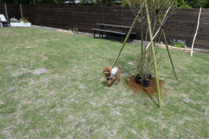 真ん中に植栽も。