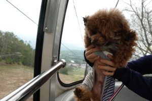 ふうたは怖くて捉えられたこぐまのように