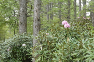 お花が咲いていたり