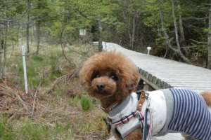 楽しかったよ！