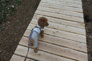 きれいな歩道を歩いていると