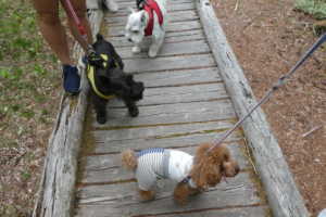 ご挨拶しましたー