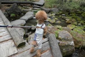 いろんな景色を眺めるふうた先生