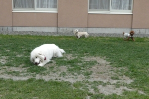 宿泊しているわんちゃんと遊んだよ