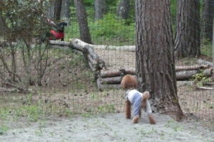 遊歩道を歩いてる子を眺めることもできます