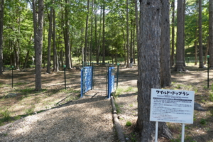 ワイルドドッグラン