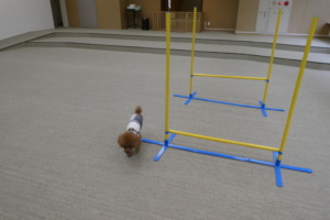 アジリティもおいてあるよ