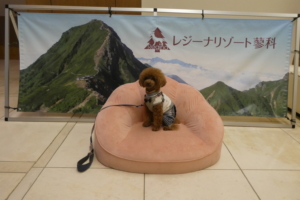 とても気に入ったよ