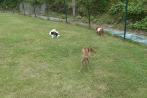 この日いたわんちゃん