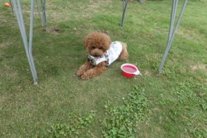 ふうたもたくさん走ってひとやすみ