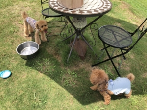 お友達もいてよかったね