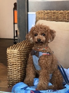 ふうたもいい子にできました