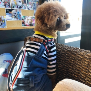 ふうたは落ち着きがなくうろうろ