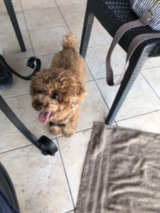 ふうたも自由なのでご機嫌