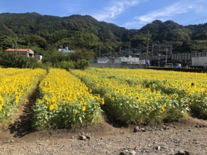 ひまわり畑