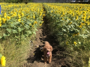 ふうたと撮るとこんな感じ