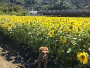 ひまわり畑とふうた