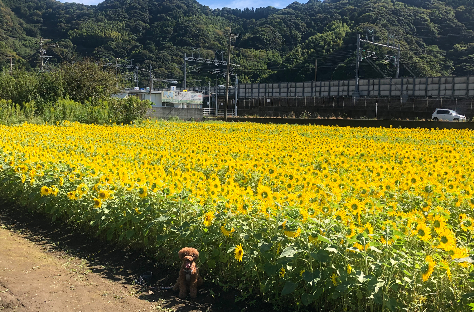 国道150号線沿いの季節外れのひまわり畑 焼津市野秋 しずおかわんわんさんぽ