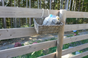 おしっこにかける水