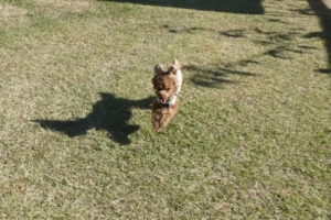 ふうたもランラン楽しそうです