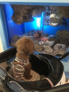 なんだなんだと魚を鑑賞