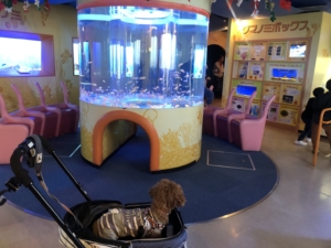 クマノミコーナー