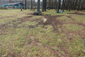 森のようなドッグラン