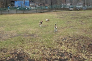 わんちゃんと遊びます