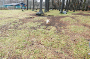 ドッグリゾートWoof（ワフ）山梨県山中湖-ドッグラン・プール・ドッグカフェ