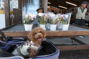 昔からあるお店もあります