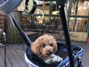 ふうたはカートでいい子にしていてね