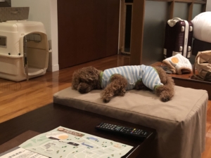 部屋に戻ってしばらくするとおねむに