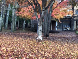 ホテルの前にはきれいな紅葉