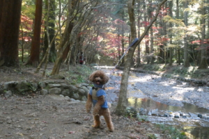 散策路を散歩中