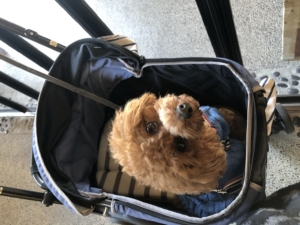 僕いい子でいたよ！