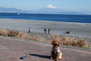 晴れているとこんなに富士山がきれいに見えます