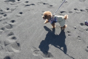 砂浜を楽しく歩くふうた