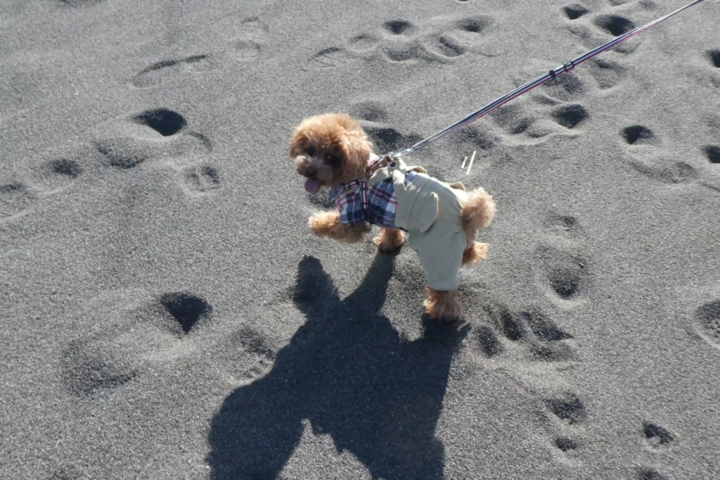 砂浜を楽しく歩くふうた