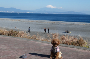 石津浜公園で砂浜散歩（焼津市石津）