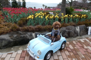 写真スポットがいっぱい