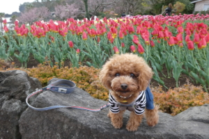 一面にアイスチューリップ