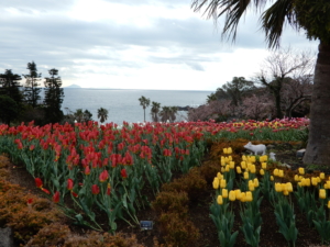 一面にアイスチューリップ