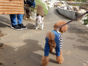 来ていたわんちゃんとごあいさつ