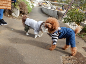 来ていたわんちゃんとごあいさつ