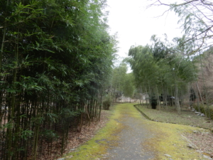 なんか素敵な竹林