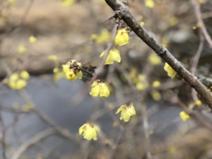 高い位置にあるので蝋梅がよく見えます